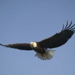 flying-eagle_T51291-150x150.jpg, 4 KB